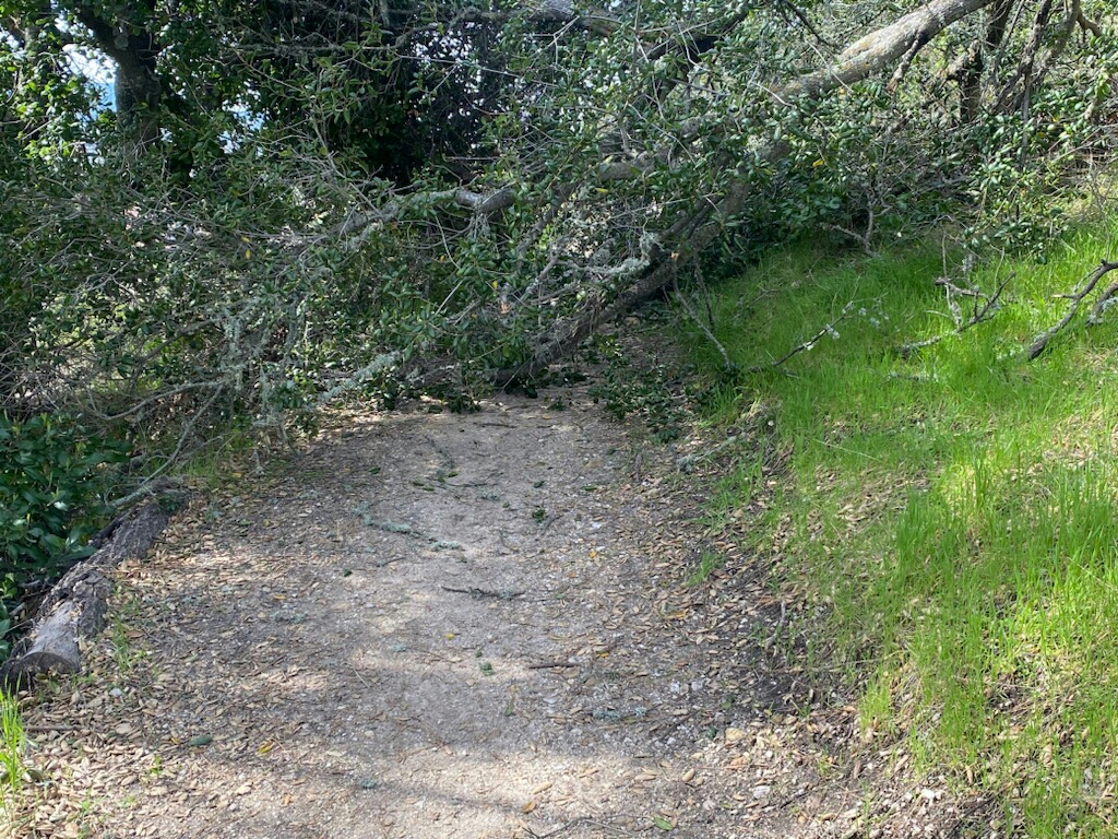 Fallen Live Oak tree across ALPS Trail.